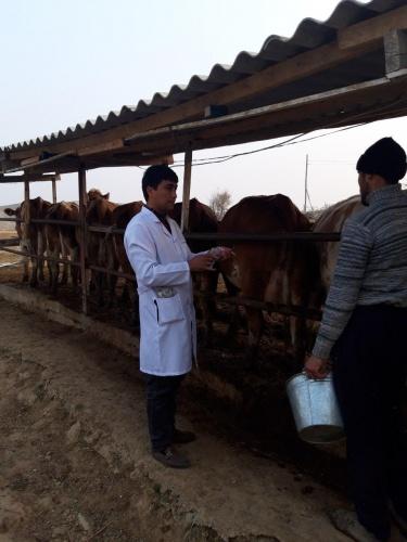 ЧОРВА ҲАМДА УЙ ҲАЙВОНЛАРИНИ ЭМЛАШ ТАДБИРЛАРИ ЎТКАЗИЛДИ