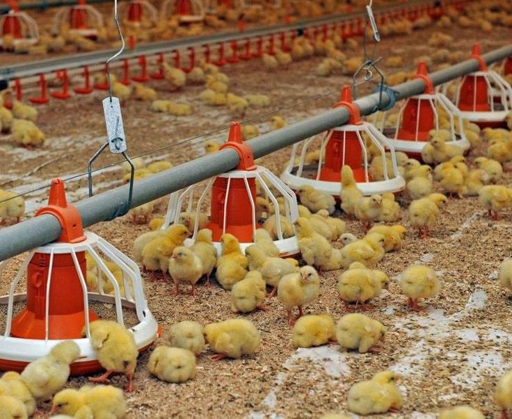 Самарқанддаги паррандачилик корхонаси Хитойга товуқ панжалари экспортини йўлга қўйди