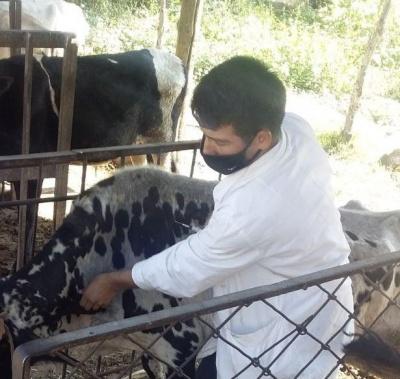 СИРДАРЁДА ҲАЙВОНЛАР ТУРЛИ КАСАЛЛИКЛАРГА ҚАРШИ ЭМЛАНМОҚДА